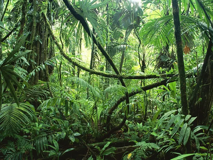 Restoring & Monitoring Life in the Canopy
