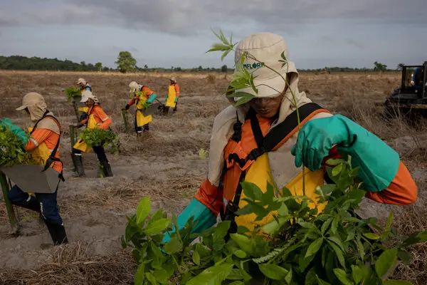 Reforestation